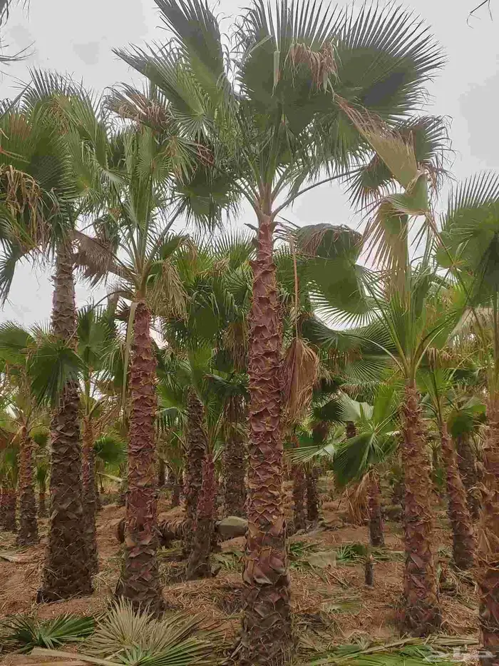 نخل واشنطني زينه للبيع 3