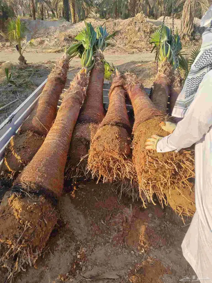 نخل واشنطني زينه للبيع 8