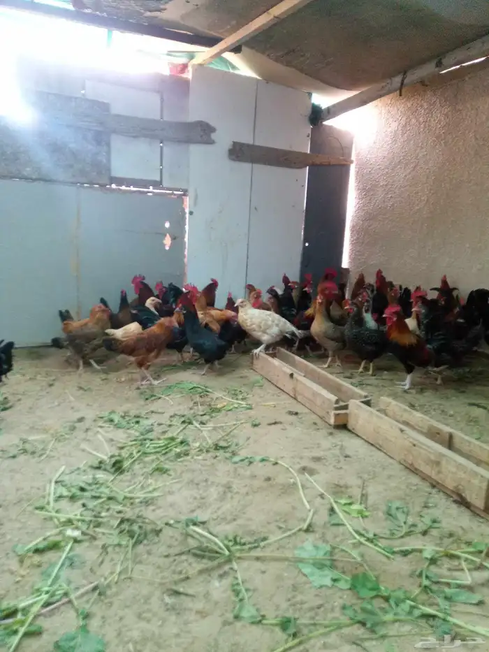 دجاج بياض الموقع عتيق 1