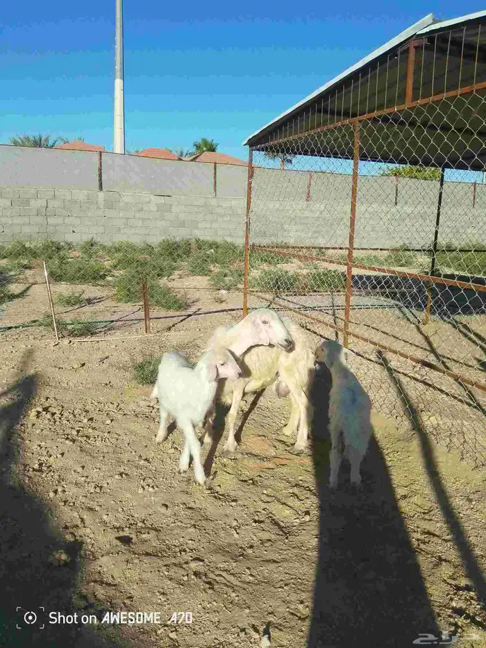 نعجة متبع وعنز دافع 3