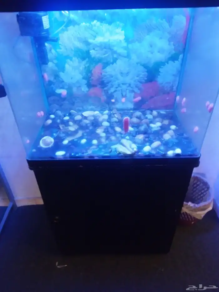 حوض سمك الزينة 7