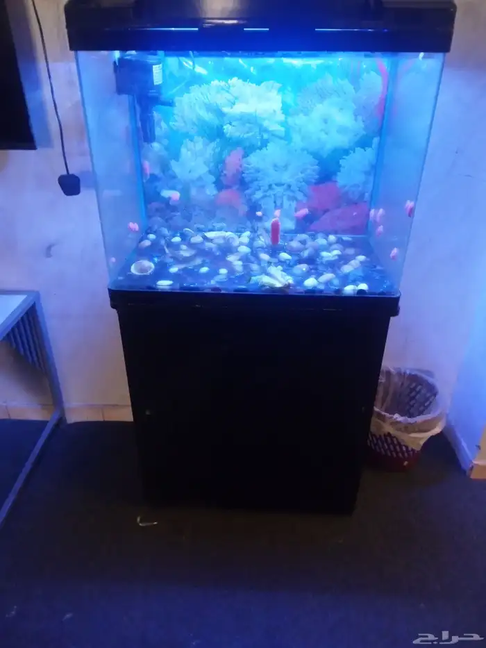 حوض سمك الزينة 4