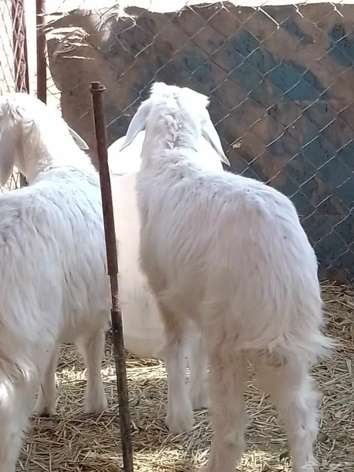 رخلين ذبائح مغلقات 1