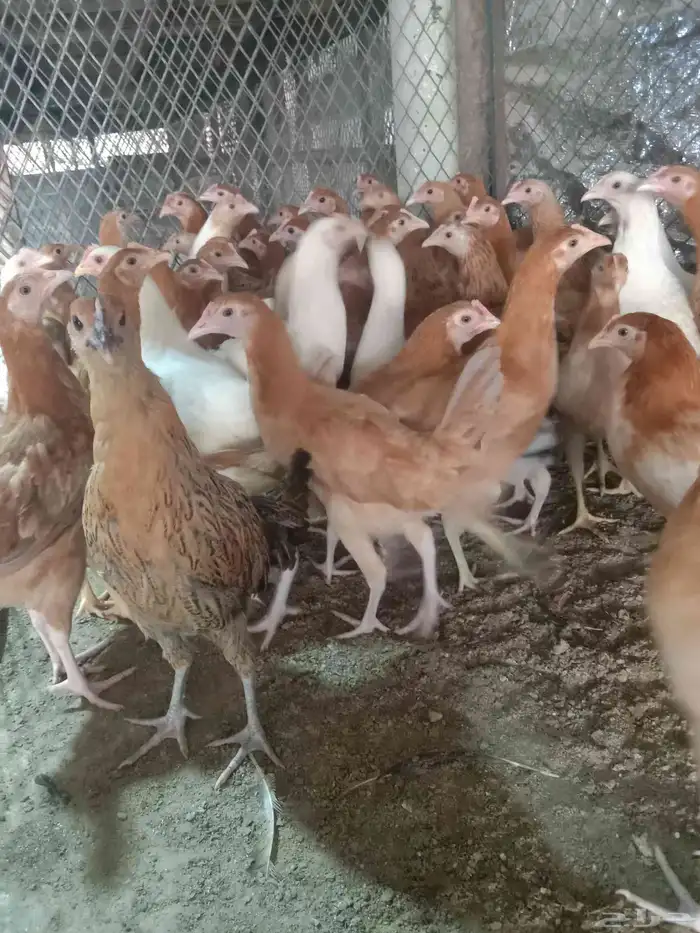 دجاج وديوك 2