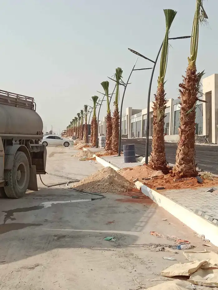 نحنو نقوم بتوريد وزراعة جميع انواع النخيل الواشنطني 6