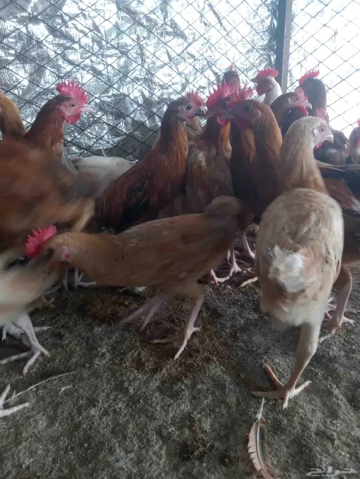 دجاج وديوك 5