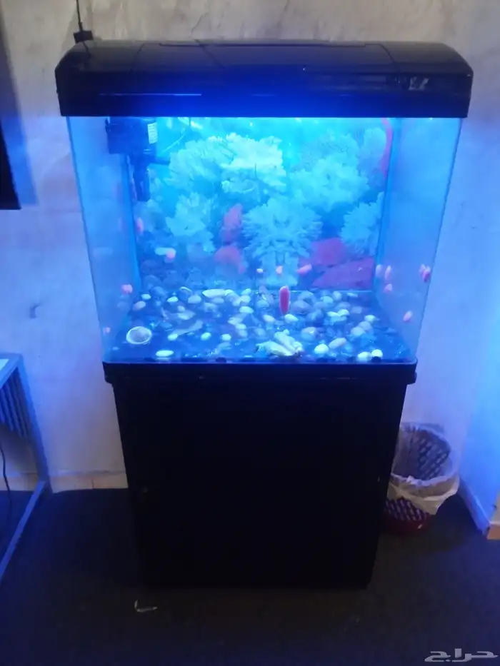 حوض سمك الزينة 1