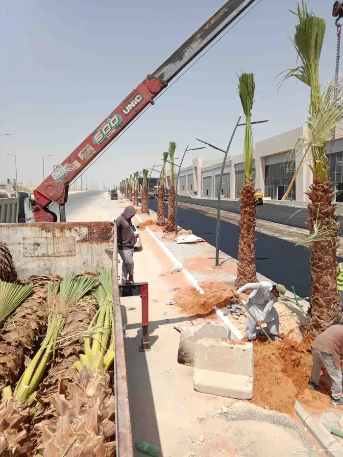 نحنو نقوم بتوريد وزراعة جميع انواع النخيل الواشنطني 9