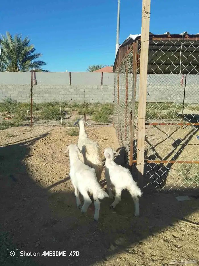 نعجة متبع وعنز دافع 2