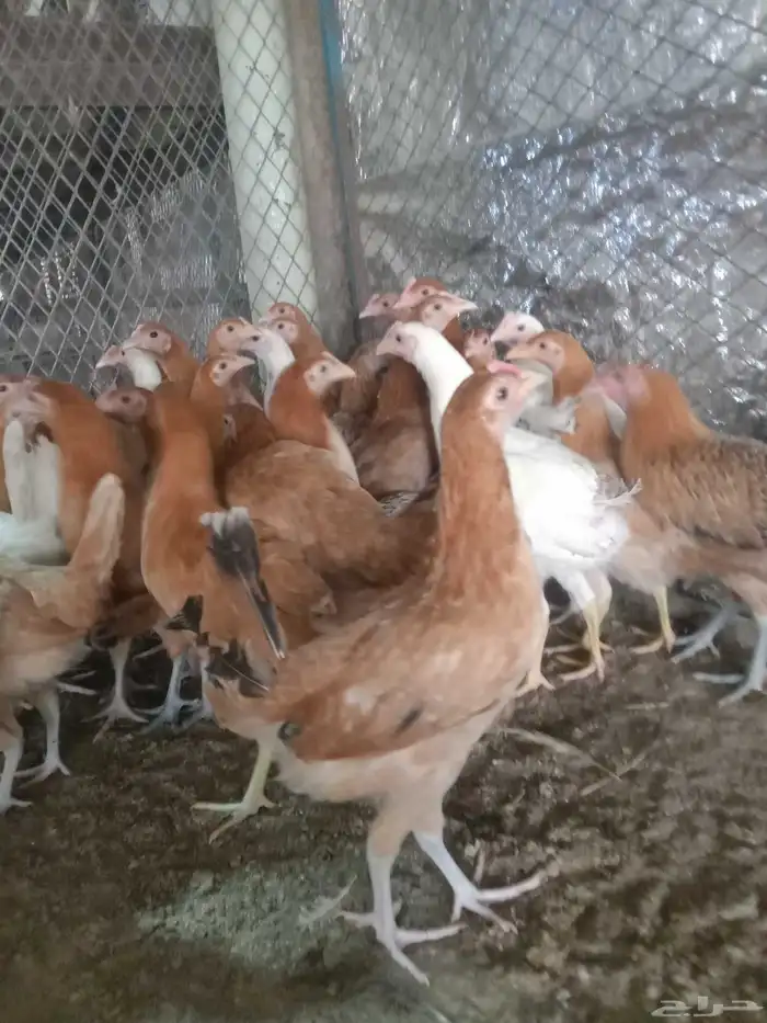 دجاج وديوك 1