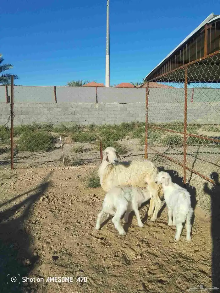 نعجة متبع وعنز دافع 4