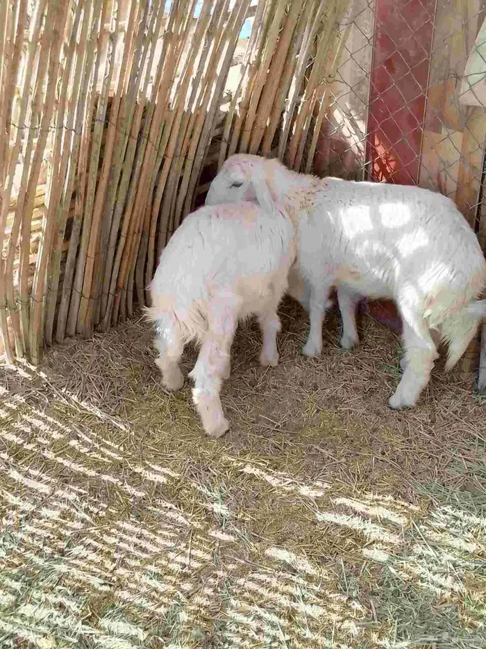 رخلين ذبائح مغلقات 2