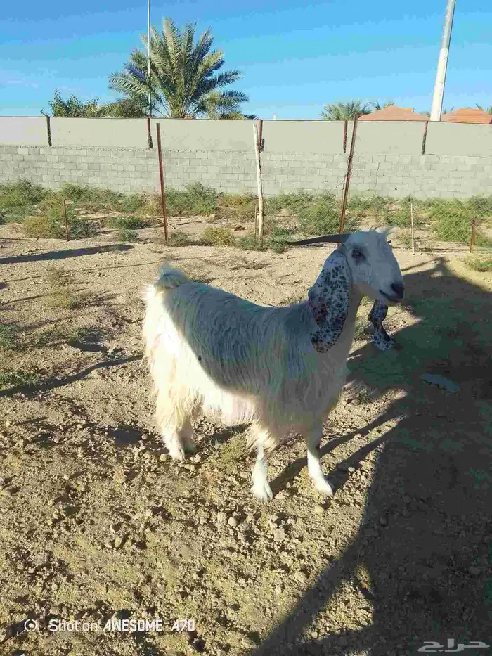 نعجة متبع وعنز دافع 5