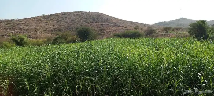 قصب أخضر و بونيكام 1