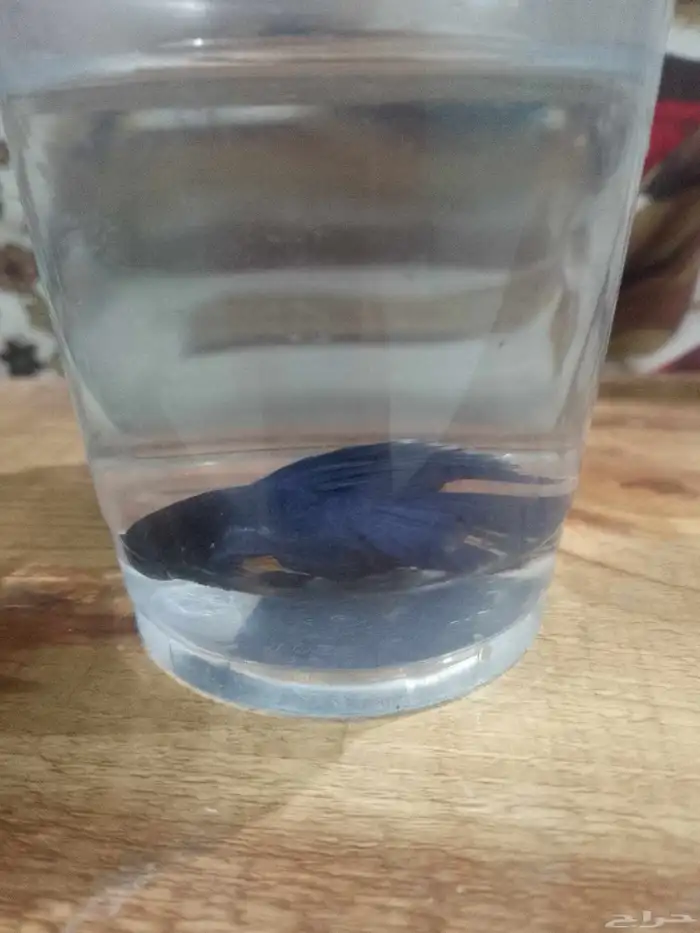 اسماك الفايتر 3