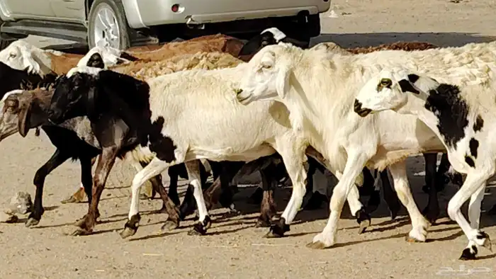 غنم مهجنه 19 بالفحل تحتها 6 الباقي دفيع 42