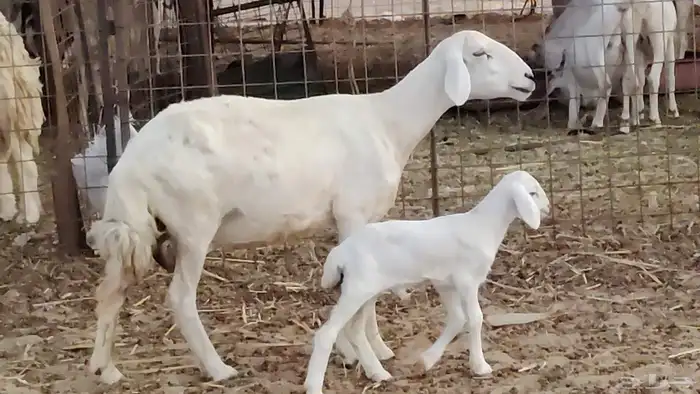 ضان خلفات طيبه 2 تحتها 2 رخال وطلي 18