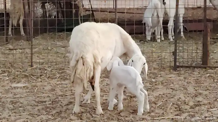 ضان خلفات طيبه 2 تحتها 2 رخال وطلي 8