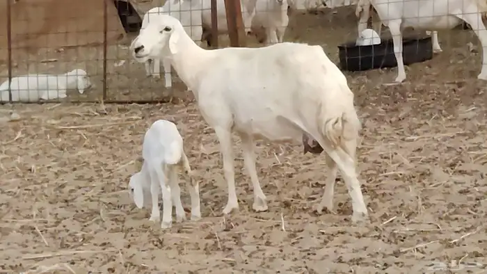 ضان خلفات طيبه 2 تحتها 2 رخال وطلي 12