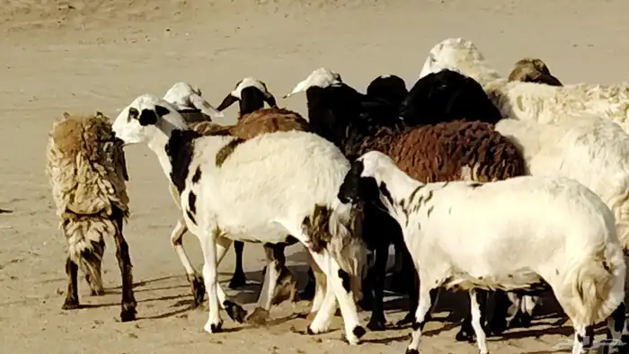 غنم مهجنه 19 بالفحل تحتها 6 الباقي دفيع 19