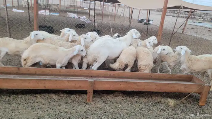 أعرض لكم رخل حرش طيب بالحيل عل ضرب 2