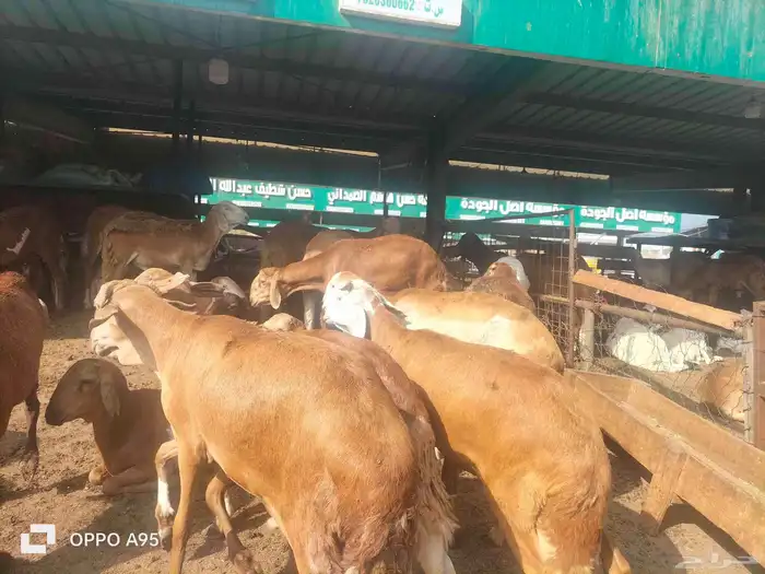 اغنام سواكن حمري حي ومذبوح 2