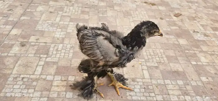 براهما   برهما 2