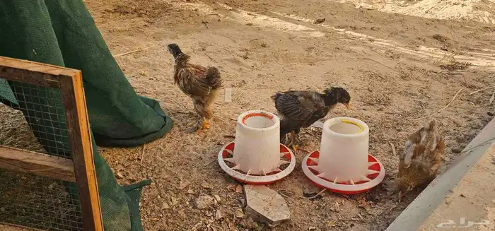 براهما   برهما 3