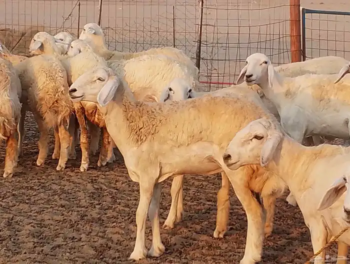 غنم رخال جدعات ناهية 2