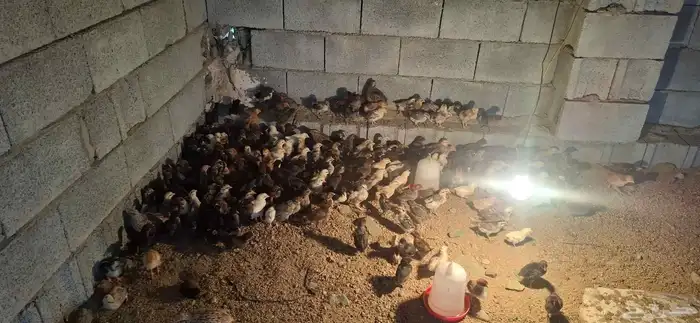 صوص بلدي وفيومي ذهبي وشبابي 4