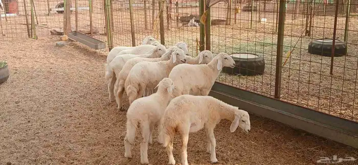 بهم ضحايا للبيع 2