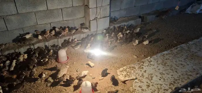 صوص بلدي وفيومي ذهبي وشبابي 3