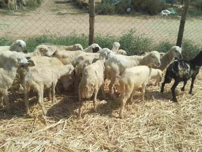 رخال رفيدي من380 2