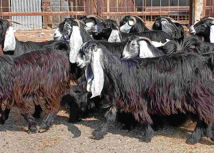 معزا عوارض صغار سنون عدد 12 دفيع منوه القناي 17