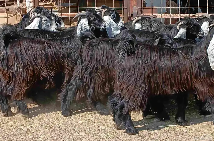 معزا عوارض صغار سنون عدد 12 دفيع منوه القناي 21