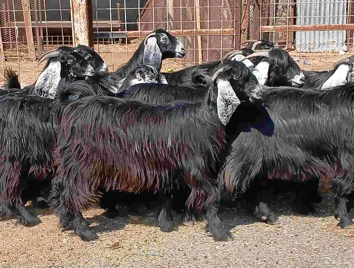 معزا عوارض صغار سنون عدد 12 دفيع منوه القناي 7