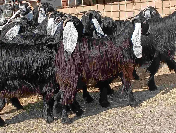 معزا عوارض صغار سنون عدد 12 دفيع منوه القناي 12