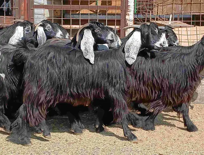 معزا عوارض صغار سنون عدد 12 دفيع منوه القناي 9