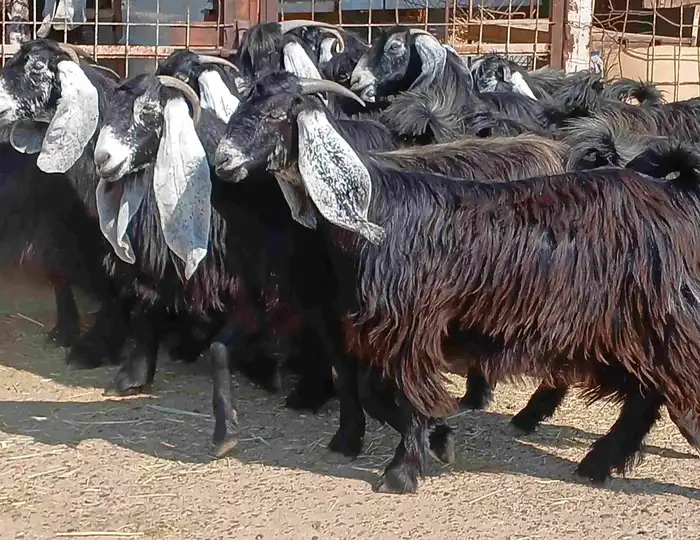 معزا عوارض صغار سنون عدد 12 دفيع منوه القناي 38