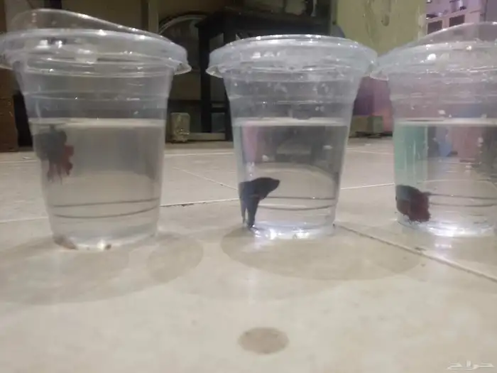 اسماك الفايتر 0