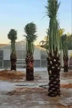 نخل عربي وواشنطني الموقع تبوك 6