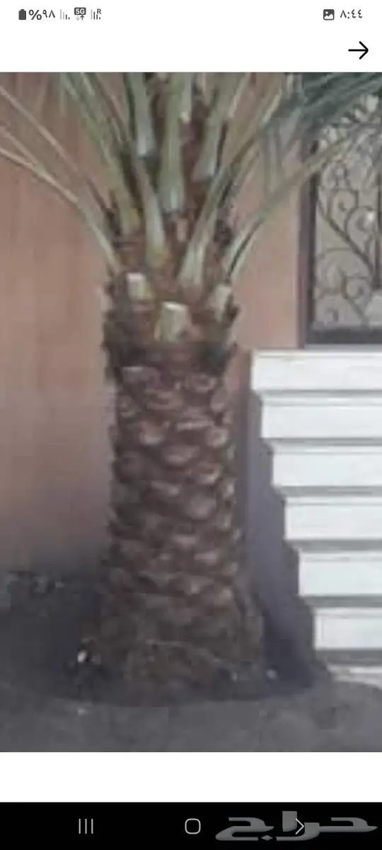 نخل عربي وواشنطني الموقع تبوك 8