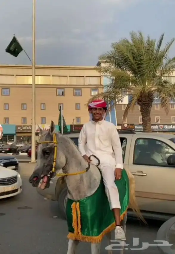 حصان عربي بوراق اصيل نسبه قوي كفو 3