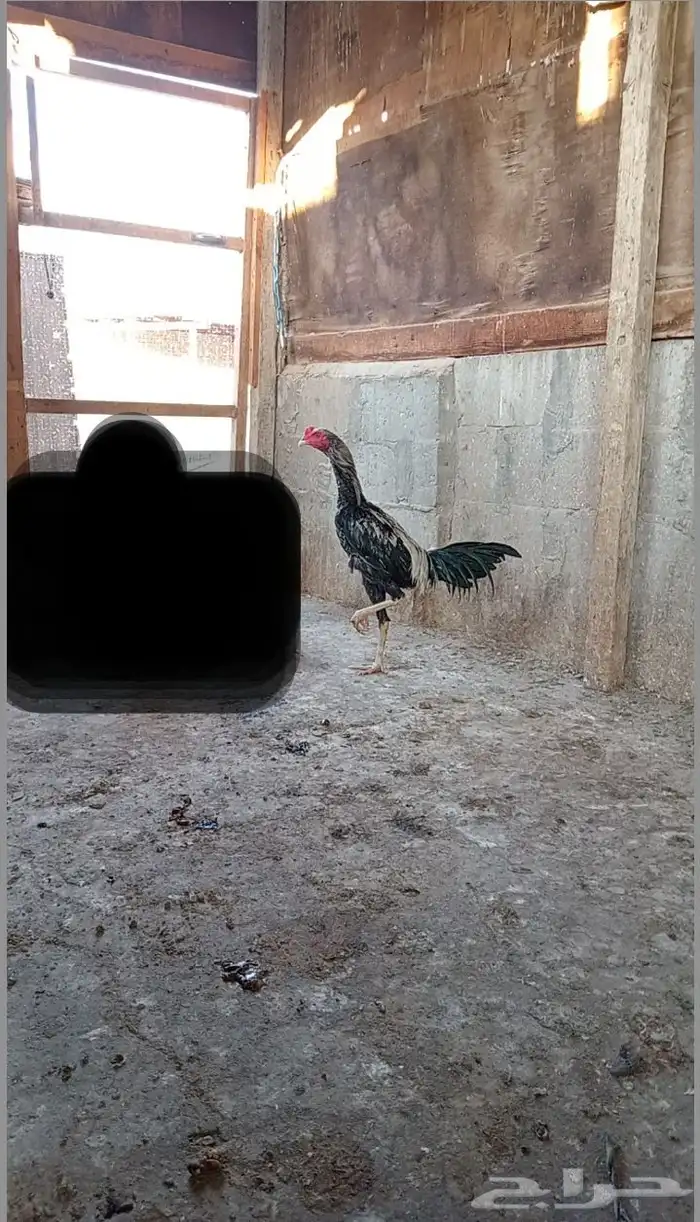 ديك سندي بيور 1