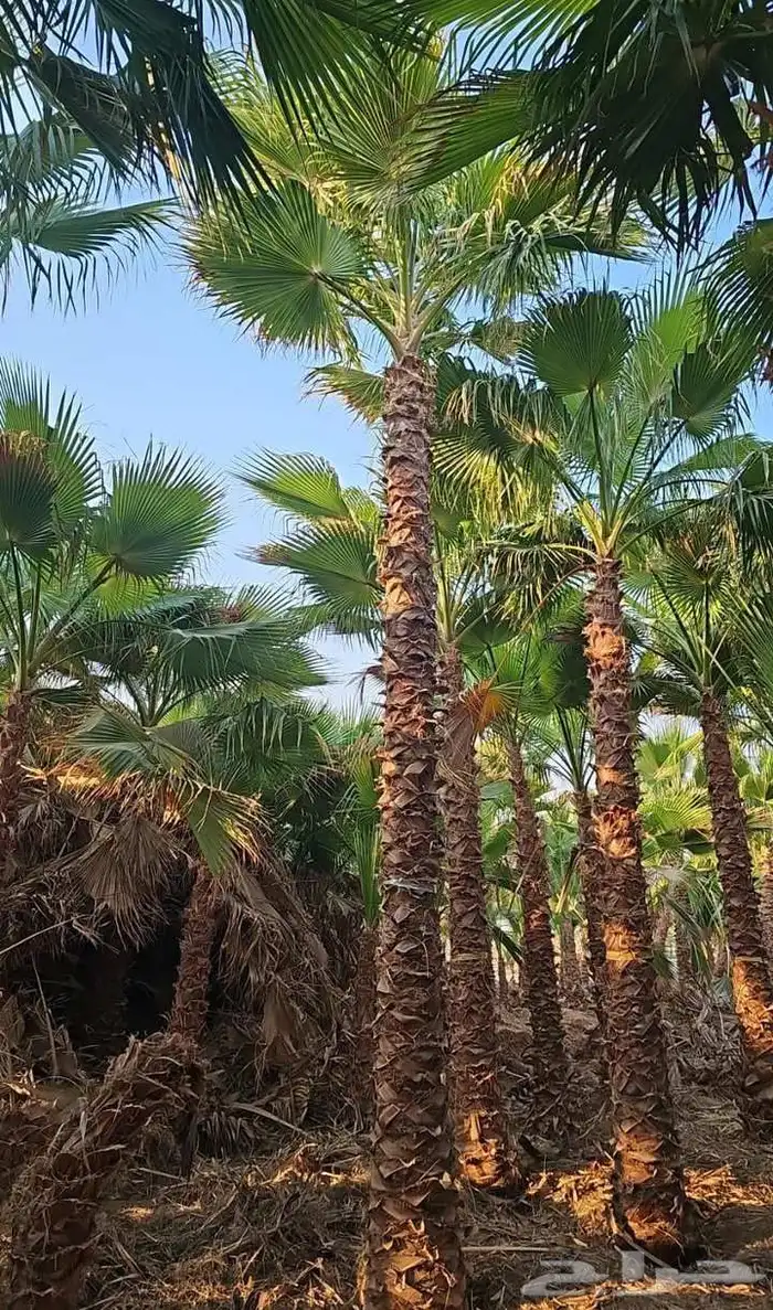 نخل واشنطنيا للبيع 1