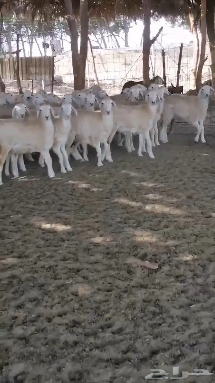 ذبايح مع خدمة الذبح والتوصيل عقيقه ثلاجه مناسبه صدقه زواح 7