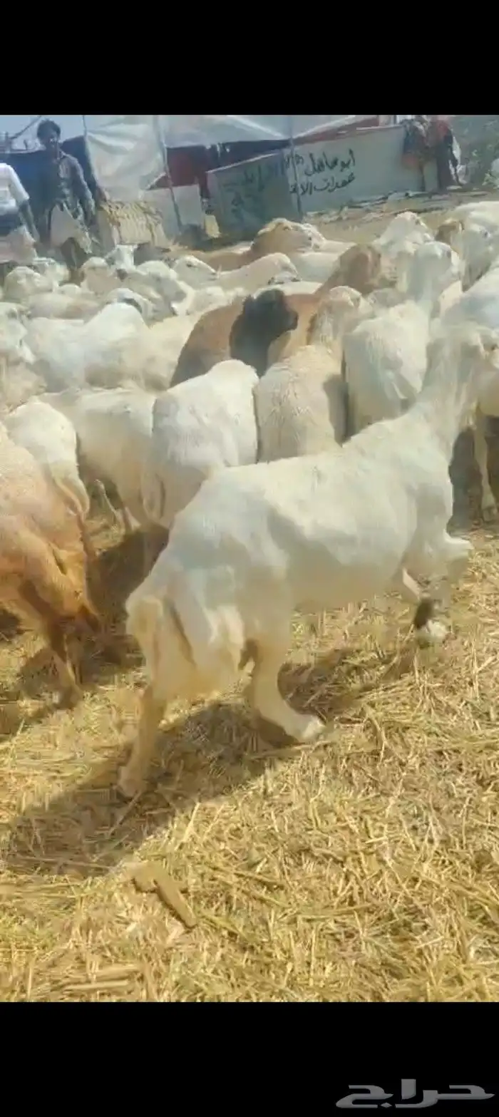 يوجد لدينا ضان رفيديات دفيع مولدات 2