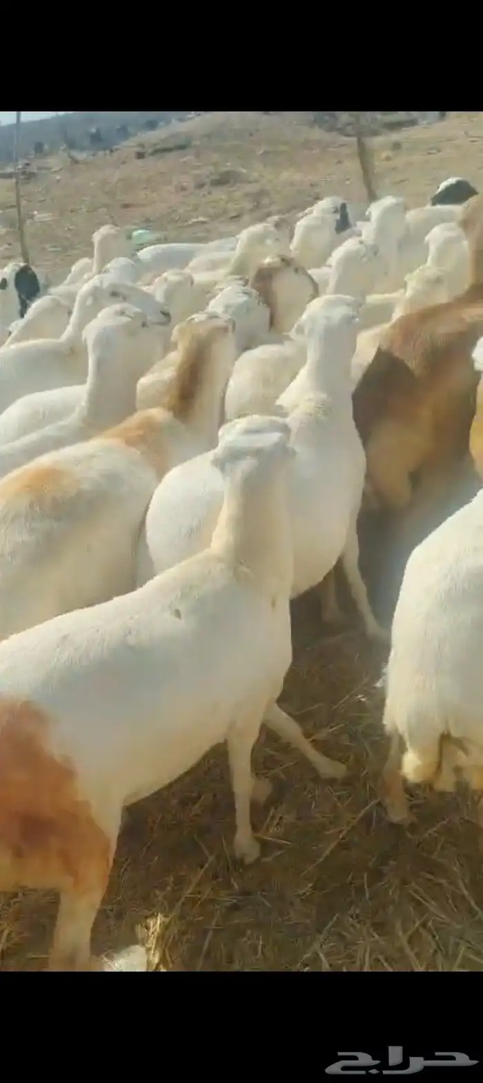 يوجد لدينا ضان رفيديات دفيع مولدات 0