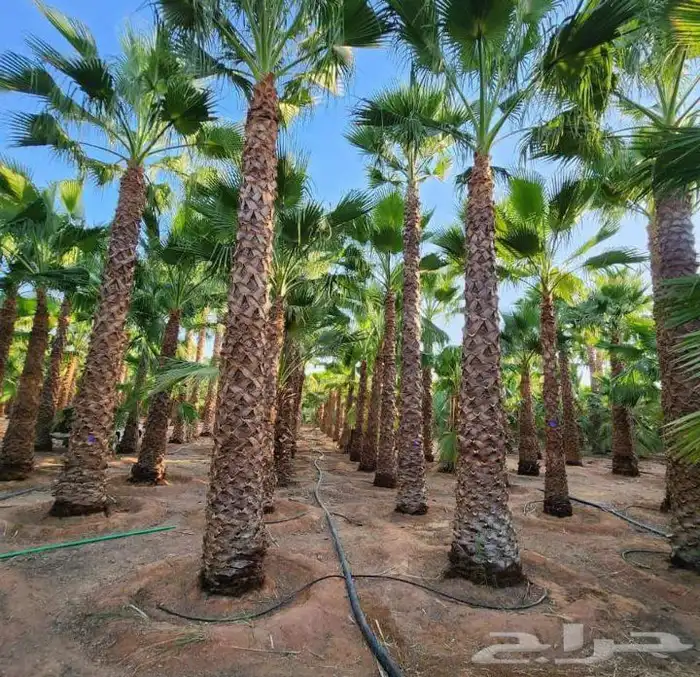 نخل واشنطنيا للبيع 2