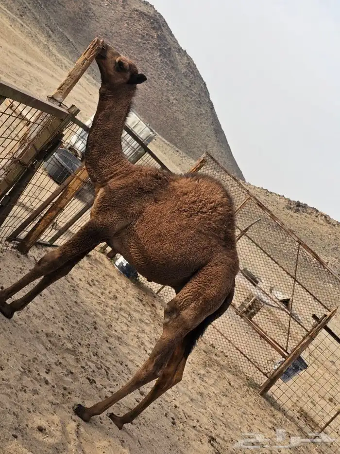 حاشي طايش على الحليب 2